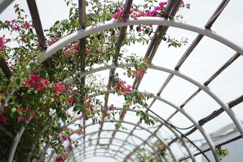 Grand Nile Rose Arch Set